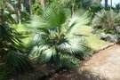 vignette palmier Brahea dulcis