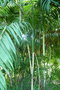 vignette palmier Chamaedorea seifrizii