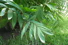 vignette palmier Chamaedorea ernesti augusti