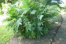 vignette palmier Chamaedorea microspadix