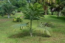 vignette palmier Chamberonia macrocarpa