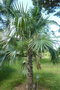 vignette palmier Cocothrinax sp