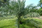 vignette palmier Phoenix silvestris