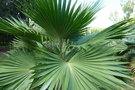vignette palmier Pritchardia sp
