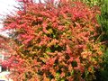 vignette Berberis atropurpurea prennant ses couleurs d'automne au 02 10 10