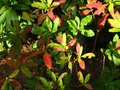 vignette Rhododendron Luteum qui vire  l'automne au 02 10 10