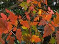 vignette Koelreuteria paniculata (savonnier) dans sa robe d'automne au 02 10 10