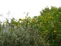 vignette Poncirus trifoliata énorme et bien citronné au 03 10 10