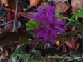 vignette Melaleuca thymifolia nouvelle remontée au 03 10 10