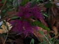 vignette Melaleuca thymifolia autre vue au 03 10 10