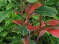 vignette Telopea shady lady crimson renouvellant quelques feuilles au 03 10 10