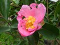 vignette Camellia sasanqua Plantation pink premire fleur au 05 10 10