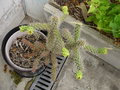 vignette cylindropuntia