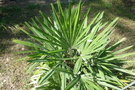 vignette palmier Rapidophilum histrix