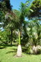 vignette palmier Roystonea sp