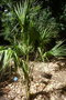 vignette palmier Sabal ghiesbrechtii Hort ex Pfister