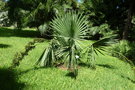 vignette palmier Sabal minor