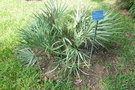 vignette palmier Serenoa repens