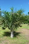 vignette palmier Syagrus coronata