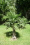 vignette palmier Trachycarpus latisectus