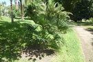 vignette palmier Trachycarpus wagnerianus