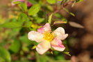 vignette rosier mutabilis