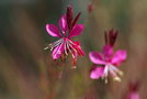 vignette gaura