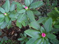 vignette Rhododendron en fleurs 06/10/2010