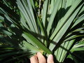 vignette trachycarpus sp  identifier : revers de la feuille