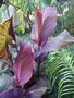 vignette Canna tropicana