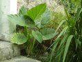 vignette Alocasia macrorrhiza (2010)