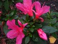 vignette Azalea japonica grande fleur double rose au 04 10 10