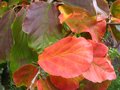vignette Parrotia persica vanessa gros plan de début d'automne au 04 10 10