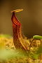 vignette Nepenthes predator