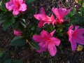 vignette Azalea japonica grande fleur double rose au 06 10 10