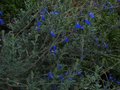 vignette Salvia jamensis ardoise bleue au 06 10 10