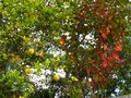 vignette Lagerstroemia indica rouge qui vire à l'automne sous l'oeil du Poncirus bien citronné au 07 10 10