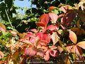 vignette Parthenocissus quinquefolia , vigne vierge