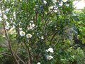vignette Camellia sasanqua narumigata au 09 10 10