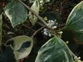 vignette Osmanthus heterophyllus variegatus gros plan 1 au 09 10 10