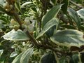 vignette Osmanthus heterophyllus variegatus gros plan 2 au 09 10 10