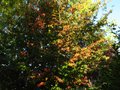 vignette Parrotia persica vanessa en début d'automne au 08 10 10