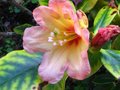 vignette Rhododendron Amber Touch qui remonte au 08 10 10