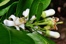 vignette Rutaceae - Pamplemousse -  Citrus paradisi