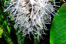 vignette Dracaenaceae - Sansevieria liberica