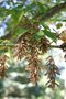 vignette Acer cissifolium : fruits