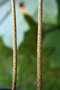 vignette Disporopsis aspera 'Tall Form'
