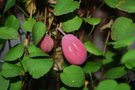 vignette Fuchsia procumbens : fruits