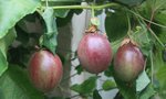 vignette passiflora edulis x colvilii