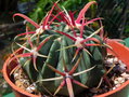 vignette Ferocactus latispinus